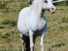 Zuchtstute Revel Hibiscus (Welsh Mountain Pony (Sek.A), 1987, von Revel Humming Top)