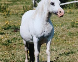 Zuchtstute Revel Hibiscus (Welsh Mountain Pony (Sek.A), 1987, von Revel Humming Top)