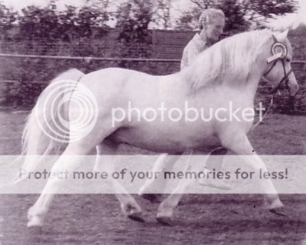 stallion Revel Polish (Welsh mountain pony (SEK.A), 1975, from Revel Chelsea Fan)