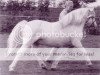 Deckhengst Revel Polish (Welsh Mountain Pony (Sek.A), 1975, von Revel Chelsea Fan)