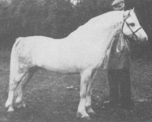 stallion Revel Chip (Welsh mountain pony (SEK.A), 1963, from Clan Pip)
