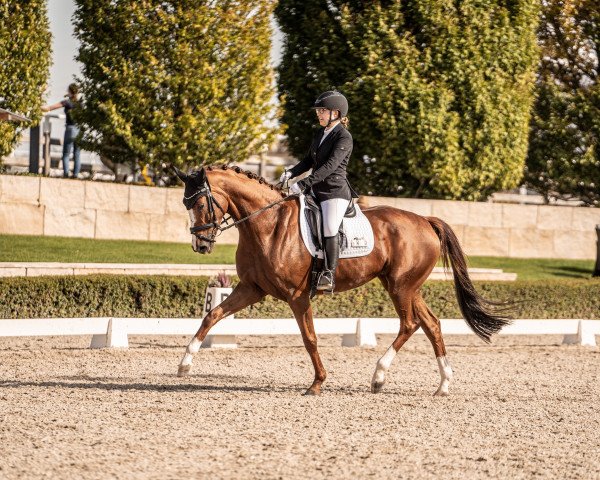 dressage horse Fancy Floris (Hanoverian, 2016, from Fuechtels Floriscount OLD)