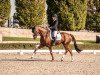 dressage horse Fancy Floris (Hanoverian, 2016, from Fuechtels Floriscount OLD)