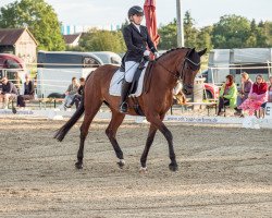 dressage horse Rocketgirl 3 (Hanoverian, 2007, from Reflektor)