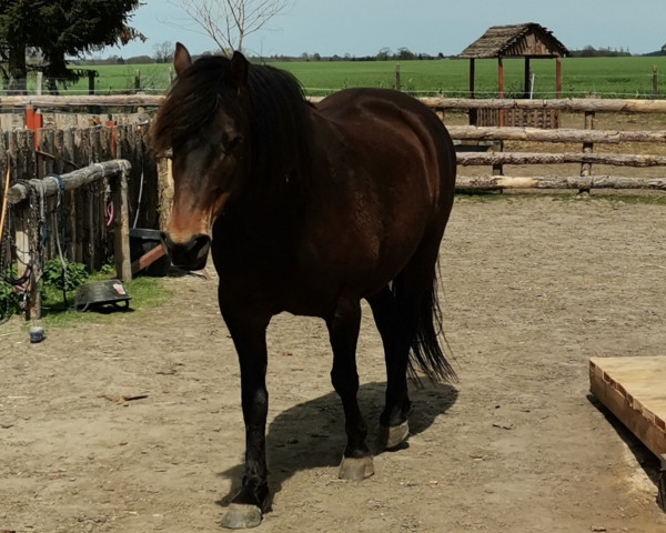 broodmare Lady Safira (Quarab,  , from Wilson HB 2)