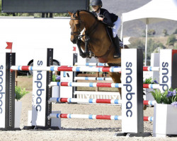 jumper Garibaldi (KWPN (Royal Dutch Sporthorse), 2011, from Toulon)