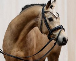 Pferd Sweet Pepper of Davenport (Deutsches Reitpony, 2016, von Starlight)