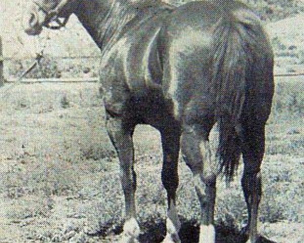 stallion Seven Bars (Quarter Horse, 1956, from Three Bars xx)