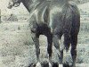 stallion Seven Bars (Quarter Horse, 1956, from Three Bars xx)