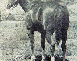 stallion Seven Bars (Quarter Horse, 1956, from Three Bars xx)