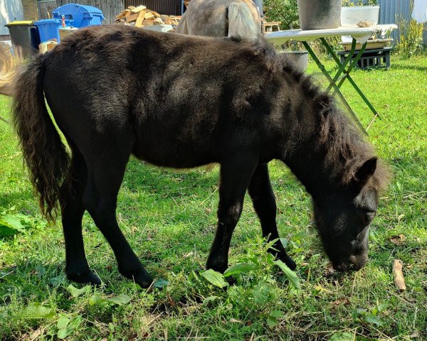 foal Perle von Robinson (Dt.Part-bred Shetland pony, 2023, from Wilko von Obernissa)
