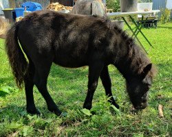 Fohlen Perle von Robinson (Dt.Part-bred Shetland Pony, 2023, von Wilko von Obernissa)