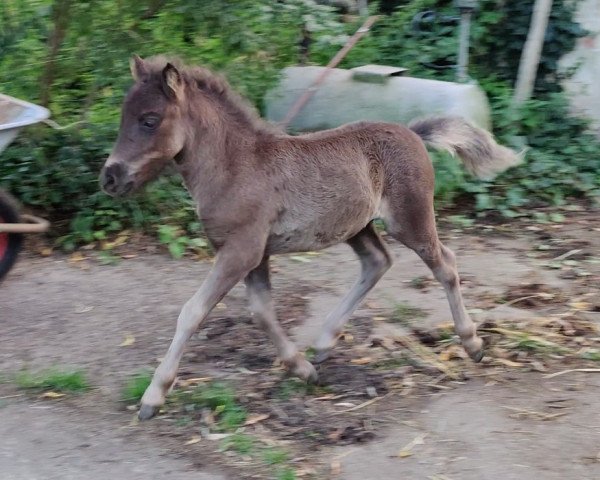 foal by William von Robinson (Dt.Part-bred Shetland pony, 2023, from Wilko von Obernissa)