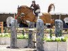 jumper Bliksem Mc Queen 111 Z (Zangersheide riding horse, 2014, from Bamako de Muze)