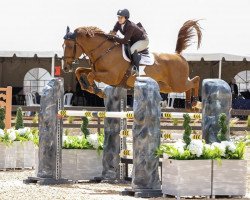 jumper Bliksem Mc Queen 111 Z (Zangersheide riding horse, 2014, from Bamako de Muze)