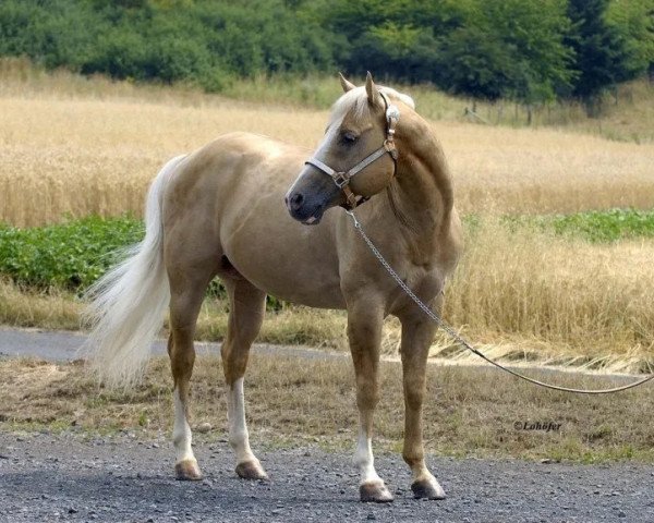 stallion Cougarand Chrome (Quarter Horse, 1994, from Cougarand)