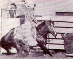 Deckhengst Mr Sugar Boy (Quarter Horse, 1966, von Sugar Bars)