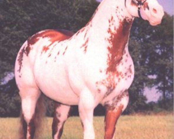 Deckhengst Special Affects (Paint Horse, 1985, von Ratchett)