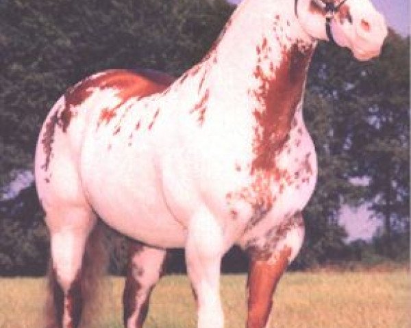 stallion Special Affects (Paint Horse, 1985, from Ratchett)