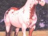 stallion Special Affects (Paint Horse, 1985, from Ratchett)