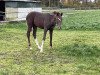 dressage horse Blaze Balioso (Oldenburg, 2023, from Bellany)