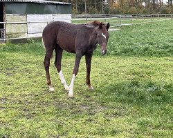 dressage horse Blaze Balioso (Oldenburg, 2023, from Bellany)