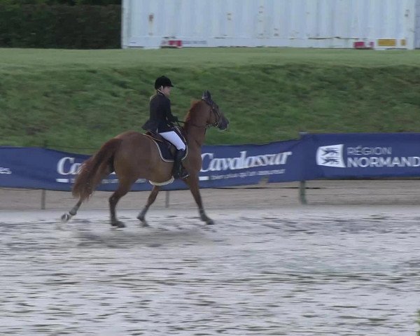 Deckhengst Cappuccino de Listoir (Belgium Sporthorse, 2008, von Calvaro Z)