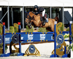 jumper Fasole du Seigneur (Belgium Sporthorse, 2011, from Doremi)