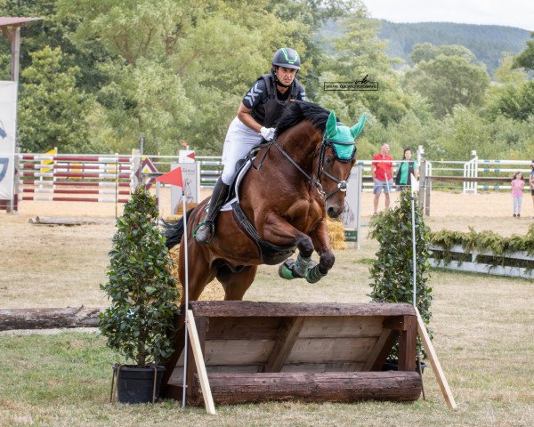 Springpferd Irish Icare d' Eventing (Deutsches Sportpferd, 2016, von Icare d'Olympe AA)