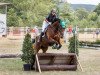 Springpferd Irish Icare d' Eventing (Deutsches Sportpferd, 2016, von Icare d'Olympe AA)