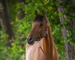 broodmare Courtney Gz (Holsteiner, 2009, from Casall)