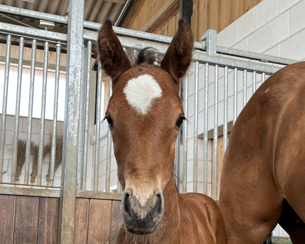 Springpferd Jakarta (Deutsches Sportpferd, 2022, von Jasper)