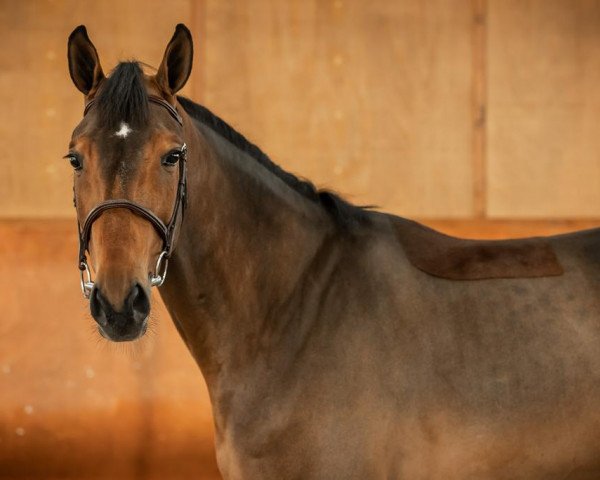 Springpferd Kingsley van den Muggenhoek (Anglo Europäisches Sportpferd, 2015, von Thunder van de Zuuthoeve)