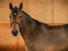 jumper Kingsley van den Muggenhoek (anglo european sporthorse, 2015, from Thunder van de Zuuthoeve)