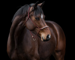 dressage horse Hengst von Speedway / Rubin-Royal (Oldenburg, 2019, from Speedway 7)