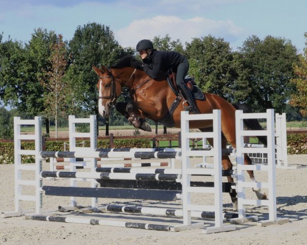 jumper Ofori Siraxta Z (Zangersheide riding horse, 2018, from Ogano Sitte)