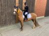 dressage horse King's Mambo (unknown, 2017)