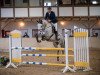 Zuchtstute Hillary (Westfale, 2017, von Hickstead White)