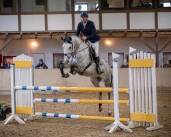 Zuchtstute Hillary (Westfale, 2017, von Hickstead White)