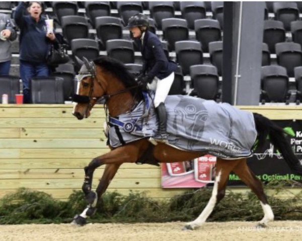 broodmare Danique du Lys (KWPN (Royal Dutch Sporthorse), 2008, from VDL Harley)