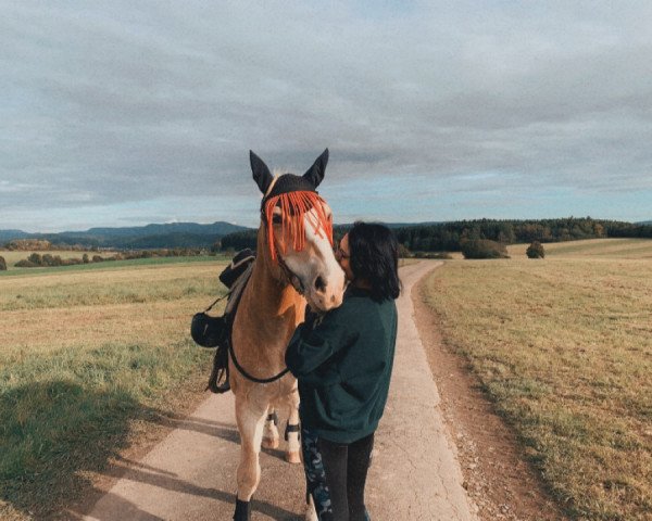 Pferd Max 2253 (Haflinger, 1996)