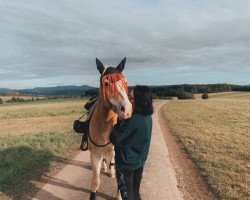 horse Max 2253 (Haflinger, 1996)