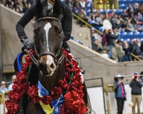 jumper Halifax VDM (KWPN (Royal Dutch Sporthorse), 2012, from Carusso Ls La Silla)