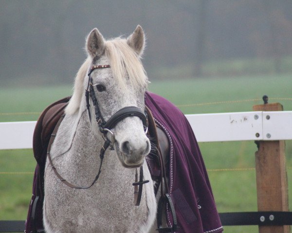 Zuchtstute Boherbui Lady 2nd (Connemara-Pony, 2006, von Oisin)