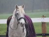 broodmare Boherbui Lady 2nd (Connemara Pony, 2006, from Oisin)