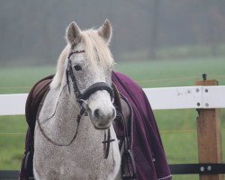 Pferd Boherbui Lady 2nd (Connemara-Pony, 2006, von Oisin)