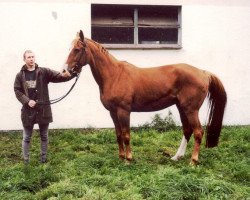 Zuchtstute Tibletta (Mecklenburger, 1981, von Tibet)