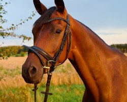 Dressurpferd Masqat (Trakehner, 2018, von Helium)