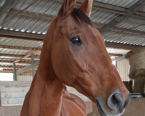 horse Landano 14 (Hanoverian, 2000, from Landclassic)