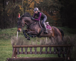 jumper Catalan K (Oldenburg show jumper, 2013, from Colander)